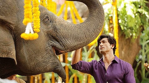A still from Vidyut Jammwal-starrer 'Junglee'. (Photo | YouTube Screengrab)