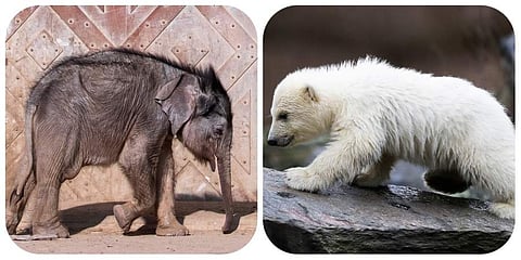 A baby elephant and polar bear, who recently made their first public appearance in zoos at Berlin and Leipzig, are now the centre of attraction. (Photo | AP)