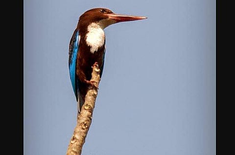 Representational Image. (Photo| Udupi Tourism)