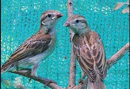Black kites, parrots, parakeets, crows and pigeons are the most affected.
