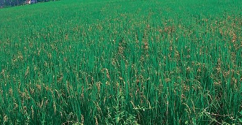 CR Dhan 802 (Subhas) at dough stage