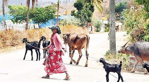Farmers in the predominately agrarian district, face several problems as the groundwater table is depleting in some parts, while lakes have dried up in many areas | NAGARAJA GADEKAL
