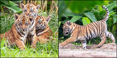 Three rare Sumatran tiger cubs ventured into public view for the first time on 29 March 2019 in what Sydney zookeepers called a 'wonderful success' for the future of the critically endangered species. (Photos | AP)