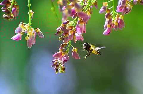 New-blooming Gliricidia flowers are not only attracting tourists but also bees to Cubbon Park in Bangalore. (Photo | Pandarinath B, EPS)