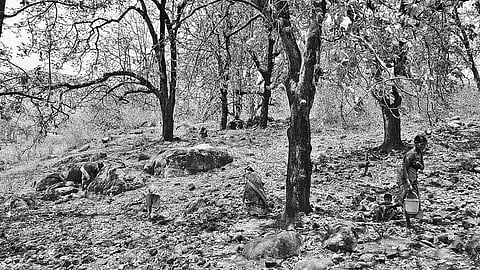 Women collect Mahua flowers from a forest near Podapadar village I Express