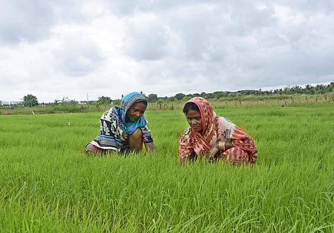 Prior to the Green Revolution, decisions of seed selection, pre-processing and seed storage were exclusively taken by women, the report said.