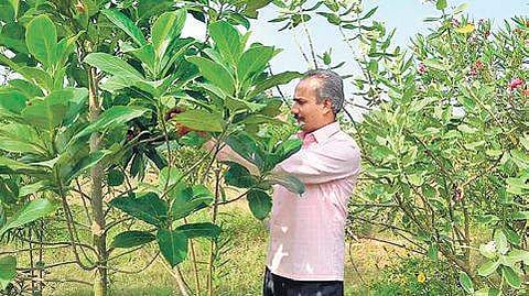 Nagesh in his forest in Abbalagere village of Shivamogga taluk | express