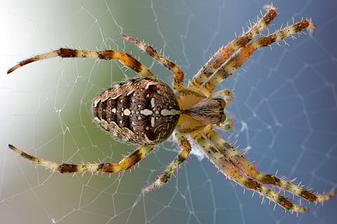 Image of spider used for representation.