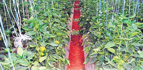 Kamalamma tends to her capsicum plants on a half-acre plot. | Shriram BN 