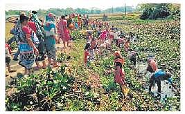 Women cleaning a pond in a village under Mangarajpur panchayat | Express