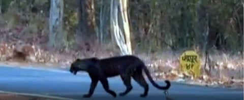 The rare black leopard spotted in Chandrapur. (Photo: Screengrab)