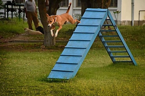 The stray dog emerged as the top dog in an elite bomb-and-drug-sniffing squad. (Photo | AFP)