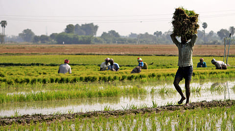 Farmers working in a field used for representational purposes only.