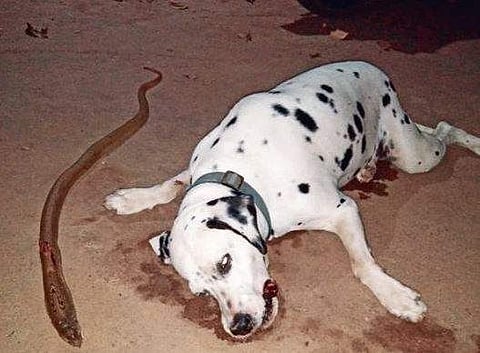 Braveheart dog: Daring Dalmatian’s fatal fight saves family from cobra fangs