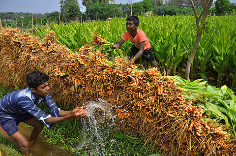 Boys cleaning turmeric at a farm in Tamil Nadu (File Photo | V Karthikalagu/EPS)