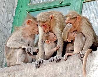 Cauvery is natural barrier against monkey fever spread from Karnataka