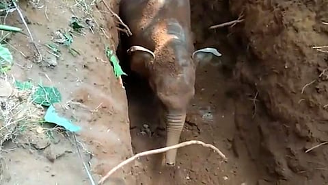 Baby elephant rescued from well in Kerala