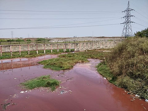 Pallikaranai Marshland turns red due to dumping of effluents. (Photo | Samuel Merigala)