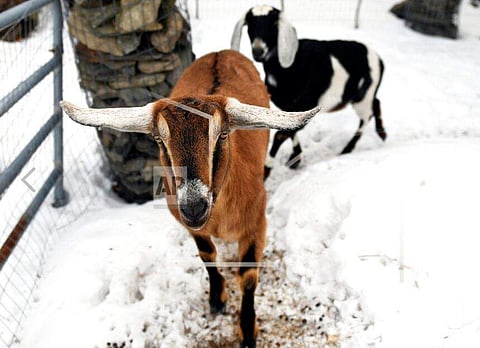 Lincoln, a Nubian goat, runs around with pasture mate Lucy at their home in Fair Haven, Vt. Lincoln was recently elected 'Pet Mayor' on town meeting day.  (Photo | AP)