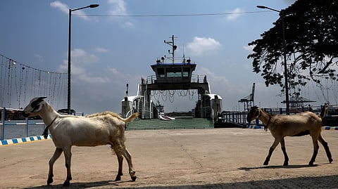 The Ro-Ro service in the Vypeen Fort Kochi sector inaugurated by Pinarayi Vijayan (File Photo | Melton Antony/EPS)