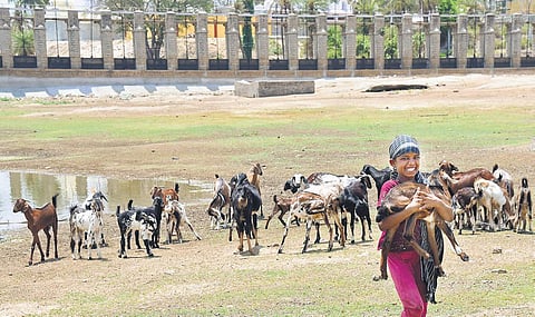 This reservoir at Bethmangala was built by the British. However, poor maintenance and no rains have resulted in a dried up reservoir  | vinod kumar t