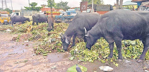 20 buffaloes die in Nagaland of unknown disease