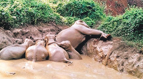 Five elephants, including a calf, were rescued from a slushy pond in a coffee estate in Palangala | Express