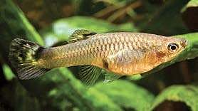 Representational image