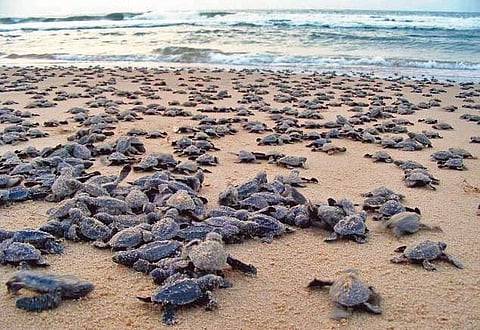 A file picture of turtle hatchlings | Express