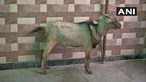 The women arrived at the hotel with six cats, seven dogs and a goat on the night of April 9. (Photo | ANI)