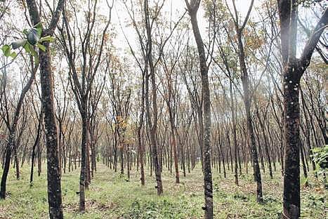 Prices of plantation crops like rubber, areca nut, nutmeg, coconut and pepper have been hovering at alarmingly low levels for a while