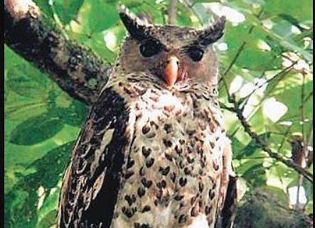 A spot bellied eagle owl perched on a tree | Express