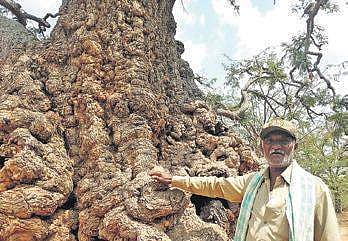 Muniraju, a guard, is the sole protector of this grove | Meera Bhardwaj