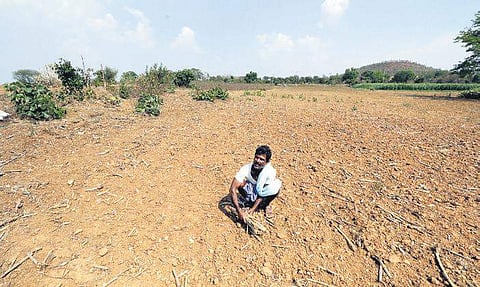 Farmer Putta Naik in his field in Shikaripura taluk I Shimoga Nandan