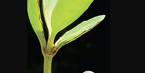 Got kidney stones? This ‘miracle plant’ might be able to help you out