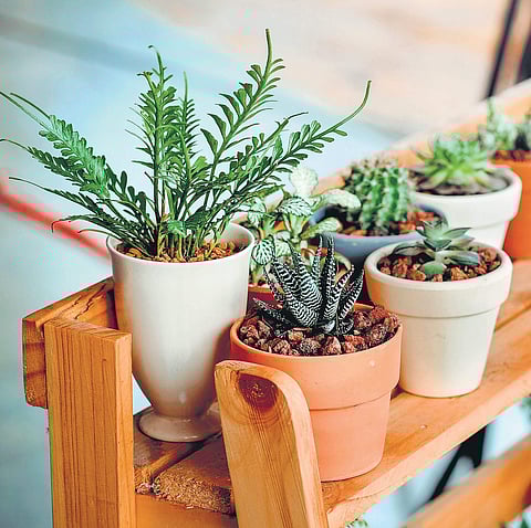 Images: Courtesy greenopia.co