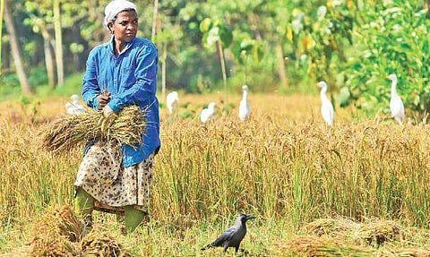 A farm worker at Kizhakkeppuram paddy field near Varkala B P Deepu