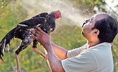 A man blows water on a rooster on a hot day in Vijayawada | P RAVINDRA BABU
