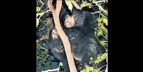 Stray sloth bear climbs treetop in Telangana's Jangaon, rescued after 3 hours
