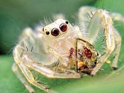 Two-striped jumper spider