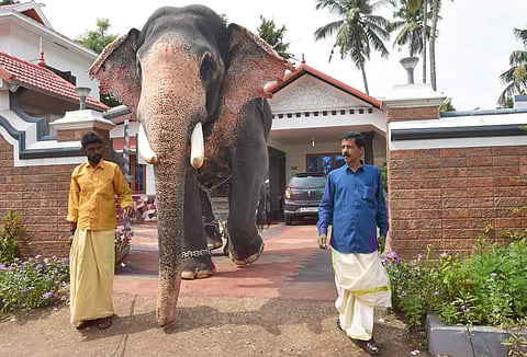 Puthenkulam Modi with his owner Puthenkulam Shaji and mahout Suresh  (Photo | BP Deepu/EPS)