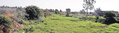 Thick vegetation covers the extremely polluted waters of Bellary Nala | express