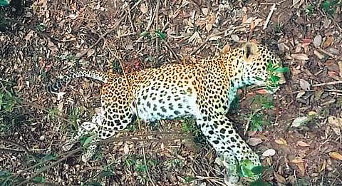 Carcass of two-year-old leopard found in KMTR