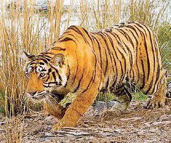 For representational purposes