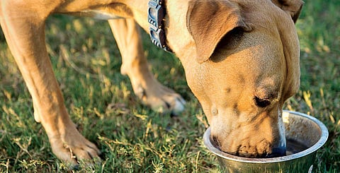Love feeding stray dogs? Know your rights
