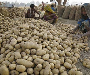 Representational image for potatoes. (File | Reuters)