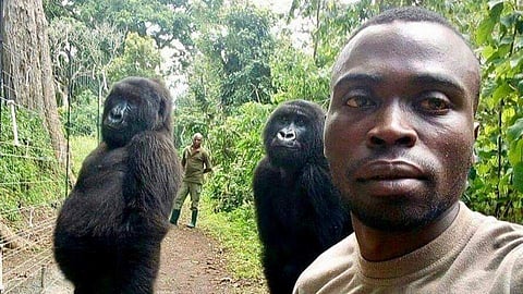 Mathieu Shamavu, a ranger and caretaker at the Senkwekwe Center for Orphaned Mountain Gorillas poses for a photo with female orphaned gorillas Ndakazi and Ndeze at the the Senkwekwe Center for Orphaned Mountain Gorillas in Virunga National Park in Congo. 