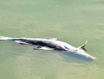 Dead fish floating on the Tunga river surface | Shimoga Nandan