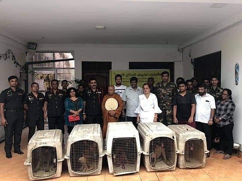 Dr Shiru Wijemanne donated the German Shepherd dogs to the army (Photo| Facebook/ Shanthi Foundation ,Seruwila Buddhist Center)