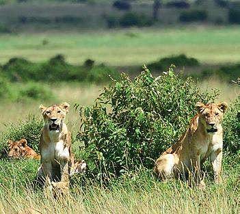 Photos clicked by Parag Kulkarni in  Maasai Mara, Kenya